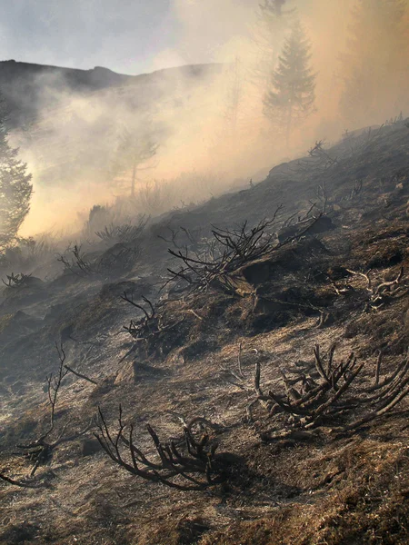 Katastrophale Folgen von Waldbränden lizenzfreie Stockbilder