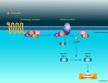 Adrenaline molecular pathway clipart