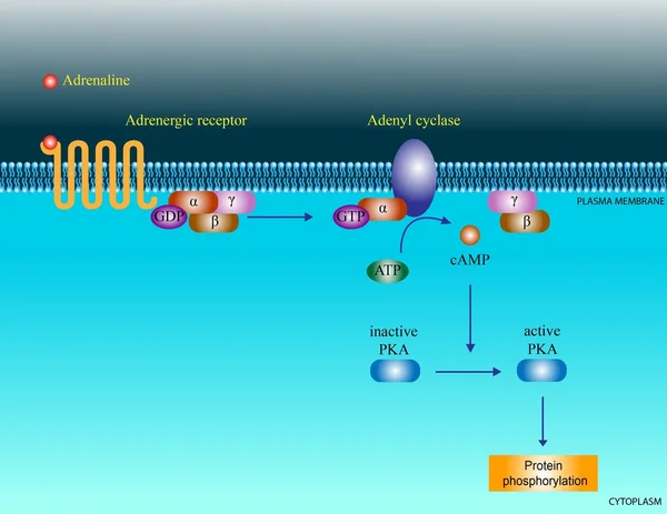 stock image Adrenaline molecular pathway