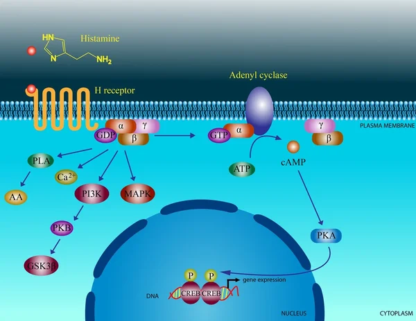 Histamin molekylära vägar — Stockfoto