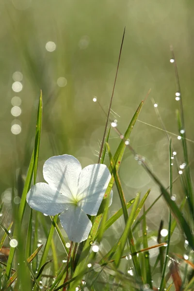 Orvalho da manhã e flor branca, África — Fotografia de Stock