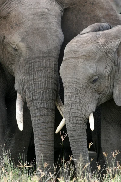 아프리카 코끼리, 탄자니아, 아프리카 — 스톡 사진
