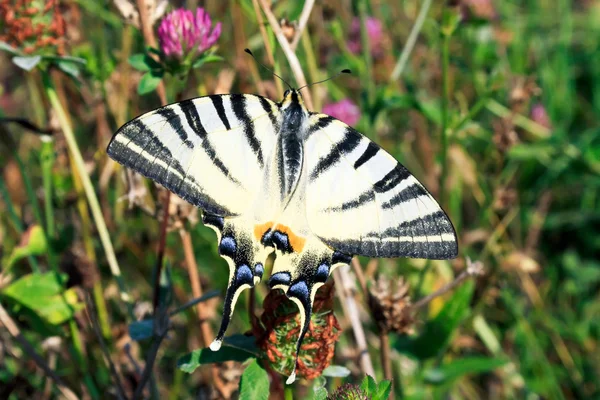 Schwalbenschwanz-Schmetterling in natürlicher Umgebung — Stockfoto