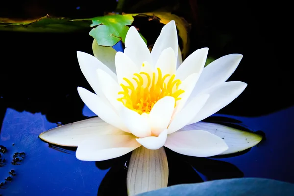 O close-up de flor de lírio água florescendo — Fotografia de Stock