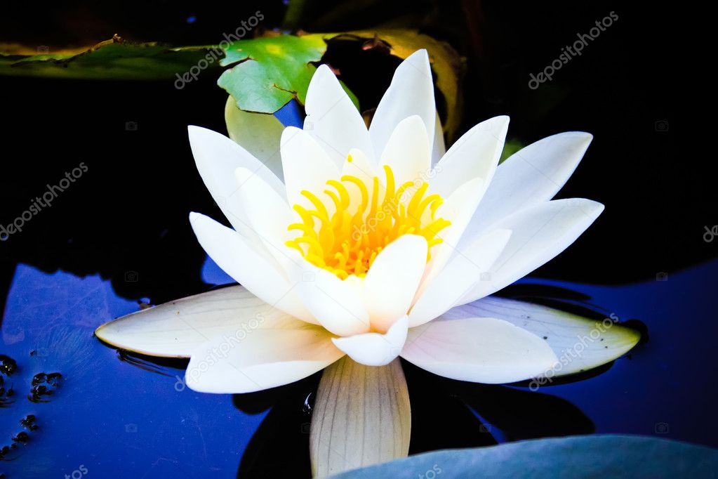 The close-up of blooming water lily flower