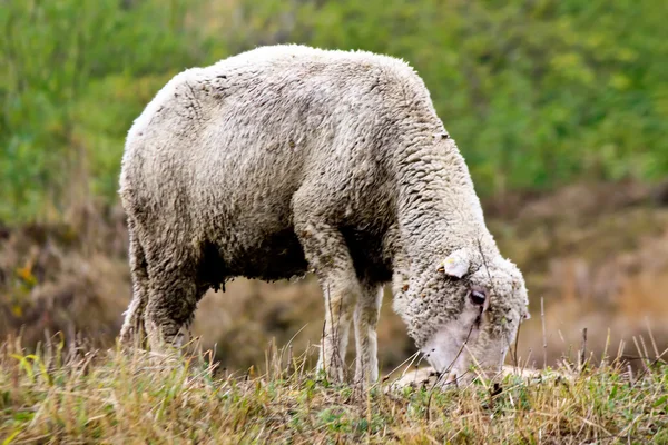 Одна большая шерстяная овца кормится на травяном поле — стоковое фото