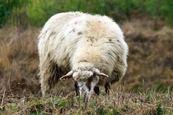 Шерстистые овцы на зеленой траве . — стоковое фото