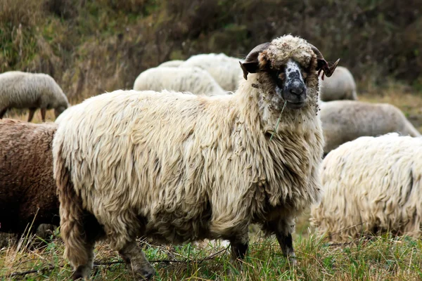 Взрослая шерсть овец, стоящих на траве — стоковое фото