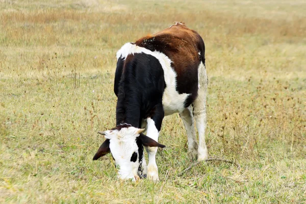 Vaca joven en el campo —  Fotos de Stock