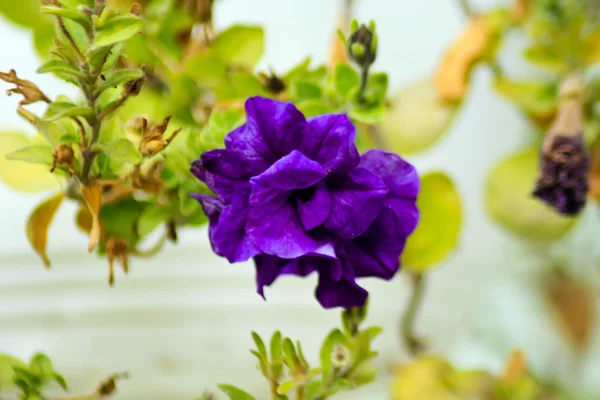 在天然环境中的紫罗兰花 — 图库照片