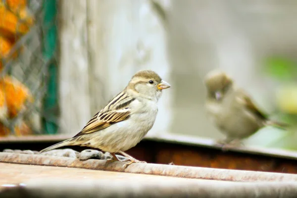 stock image Tiny sparrows try to feeding near a storehouse