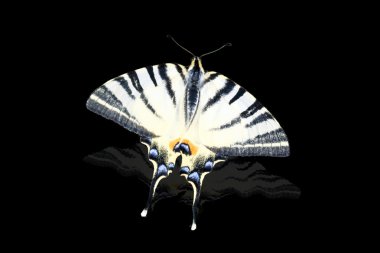 Swallowtail butterfly isolated on black background clipart