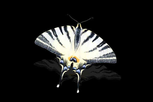 Mariposa cola de golondrina aislada sobre fondo negro — Foto de Stock