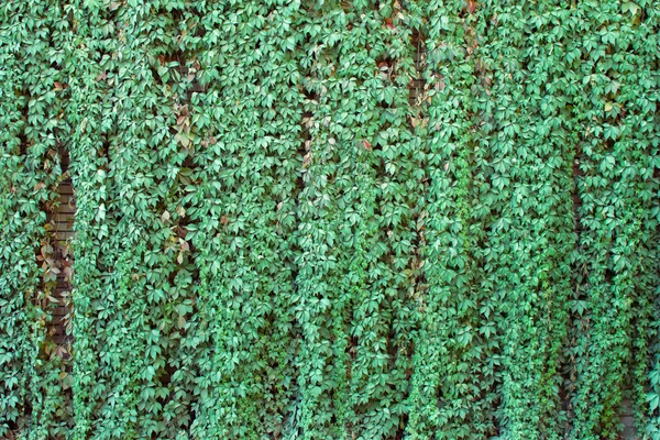 Ivy di dinding bata merah — Stok Foto