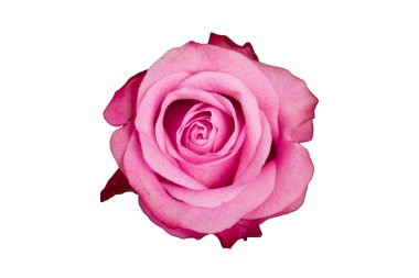 Pink rose isolated clipart