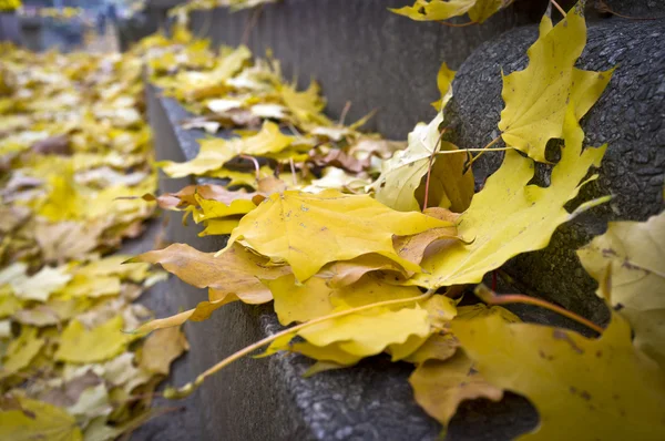 Jesienią liście na nagrobku — Zdjęcie stockowe