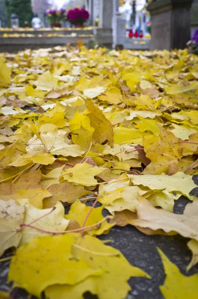Őszi levelek, a temető — Stock Fotó