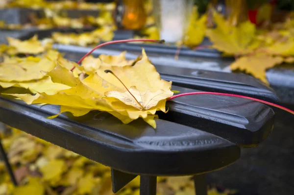 Detalj av gula höst löv — Stockfoto
