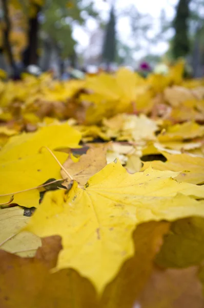 Detalle de las hojas de otoño — Foto de Stock