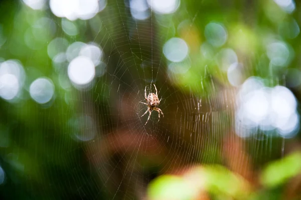 stock image Spider and web