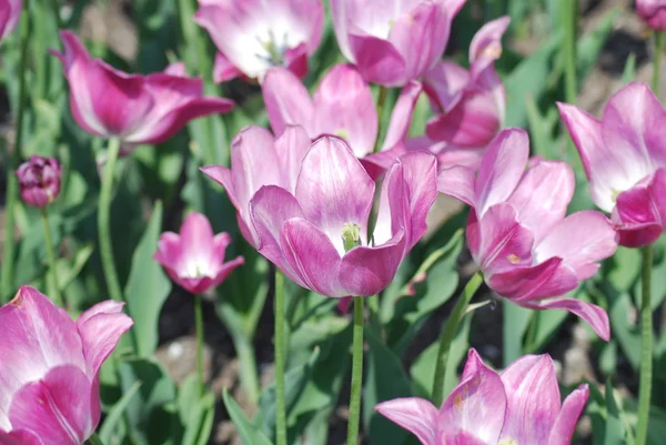 stock image Flowers background from tulips