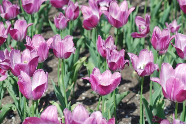 Stock image Flowers background from tulips