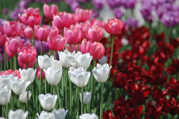 Flowers background from tulips — Stock Photo, Image