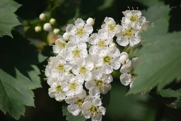 Apple blossom close-up - white flowers — Stock Photo, Image