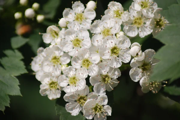 stock image Apple blossom close-up - white flowers