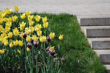 merdiven ve flowerbed bahar bir park