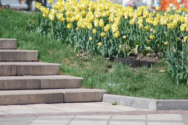 Escada e canteiro de flores em um parque na primavera — Fotografia de Stock