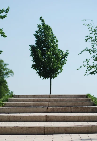 Stairs to a wood — Stock Photo, Image