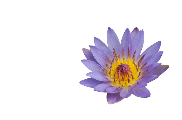 stock image Lotus flower