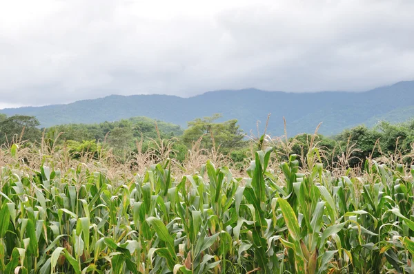 stock image LanCorn