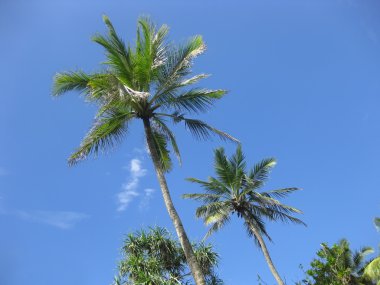 palmiye ağacı ile tropikal tatil