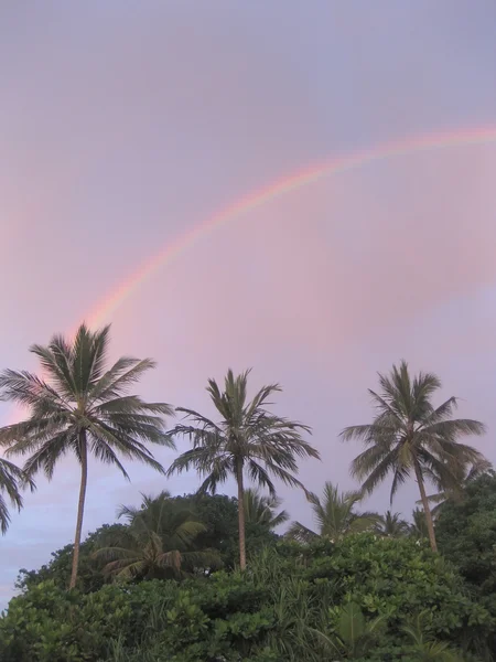 Tropische resort met palmboom en regenboog Rechtenvrije Stockafbeeldingen