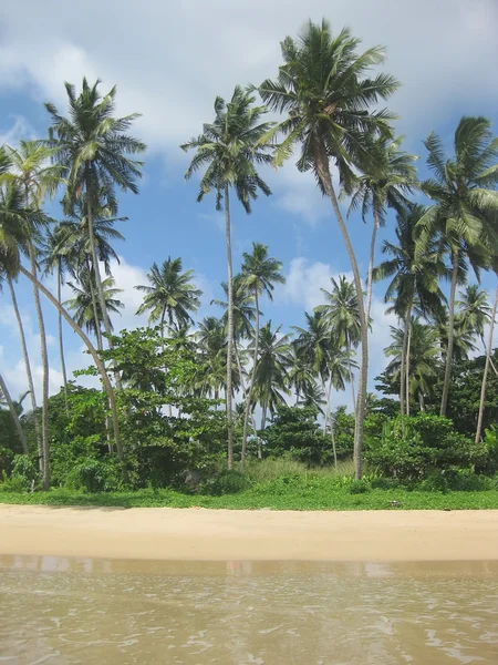 Tropische resort met palmboom — Stockfoto
