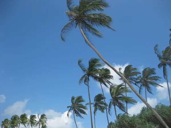 Palms on tropical island — Stock Photo, Image