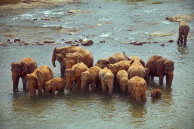 Herd of elephants taking bath in rough river on sunny day clipart