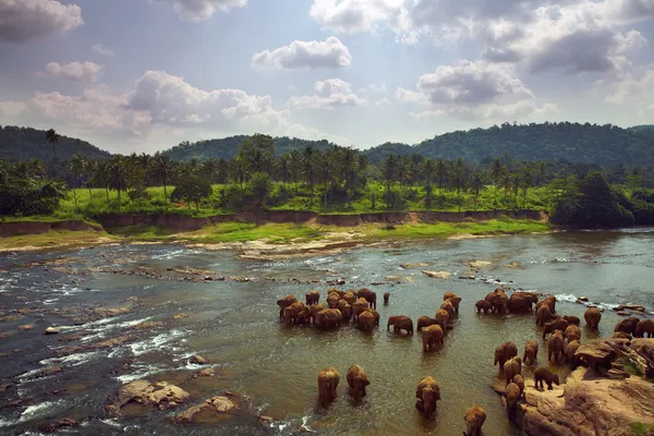 Hjord elefanter badar i floden mitt i det natursköna landskapet — Stockfoto