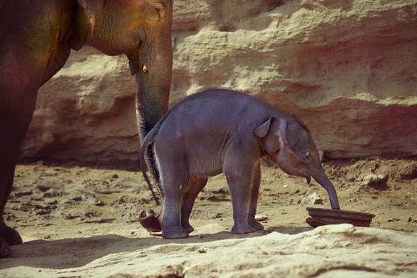 Elephant cow supports newborn elephant calf with trunk — Stock Photo, Image