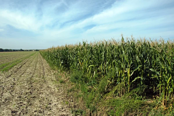 Kukuřičné pole — Stock fotografie