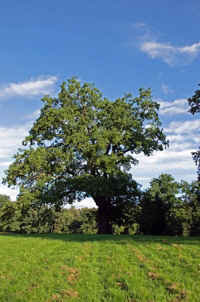 stock image Lonely Tree