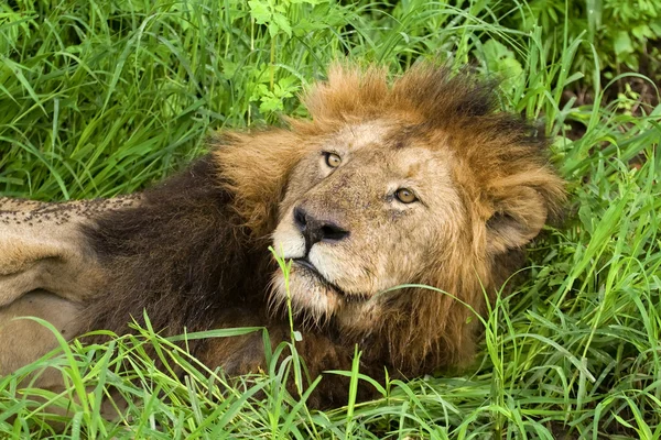 Afrikaanse leeuw rust in het gras, serengeti, tanzania — Stockfoto