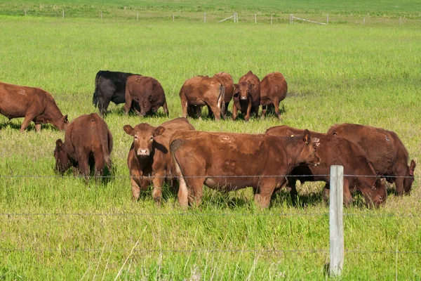 Зеленый луг с коричневыми коровами, Альберта, Канада — стоковое фото