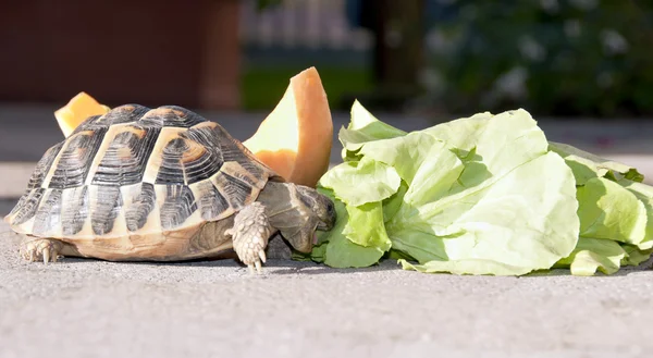 Tortoise eats lettuce — Stock Photo, Image