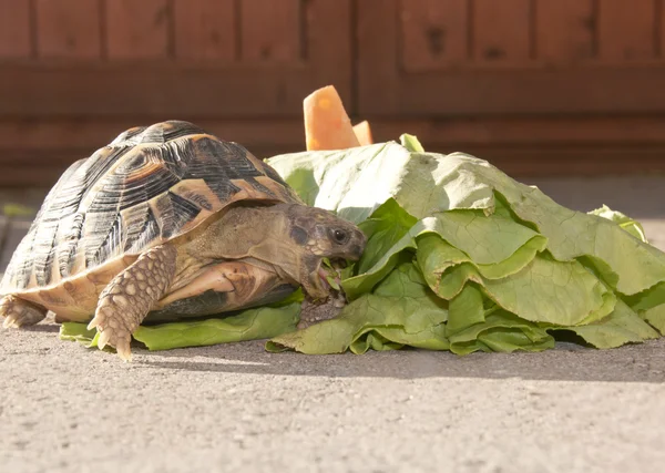 Tortoise eats lettuce — Stock Photo, Image