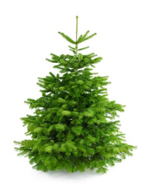 Perfect fresh Christmas tree without ornaments clipart