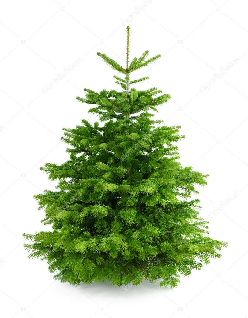 Perfect fresh Christmas tree without ornaments