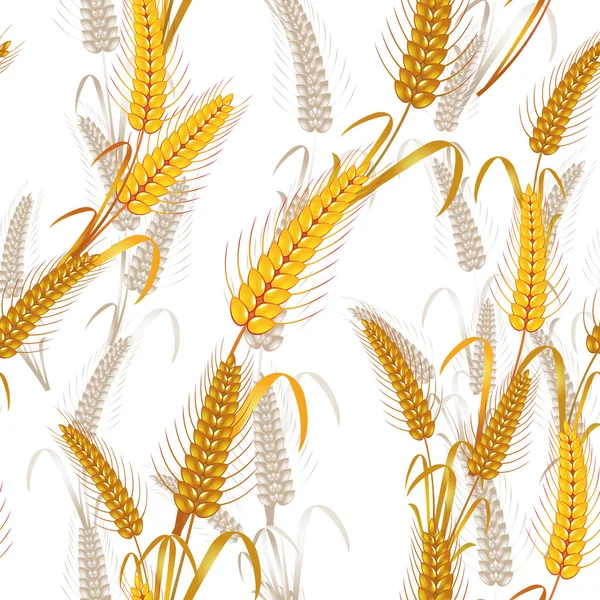 Пшеничні колоски — стоковий вектор